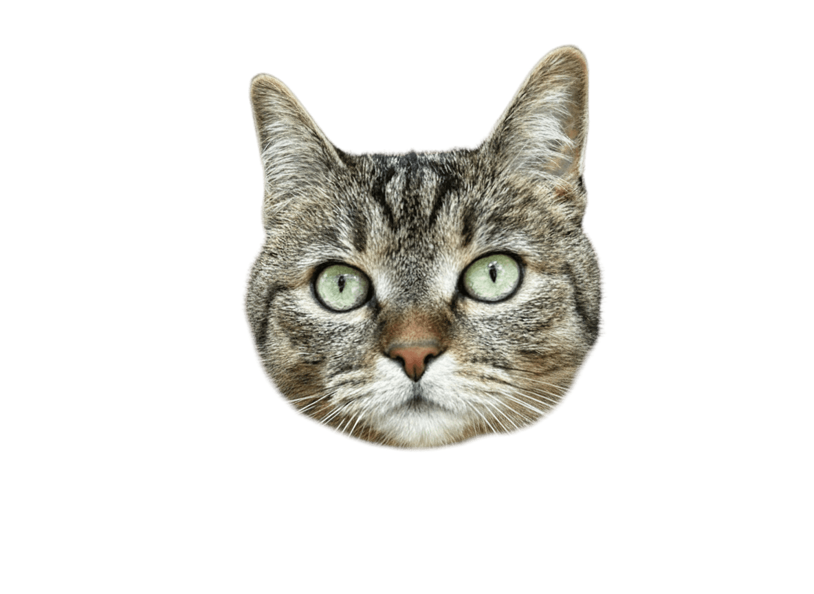 Cat looking forward